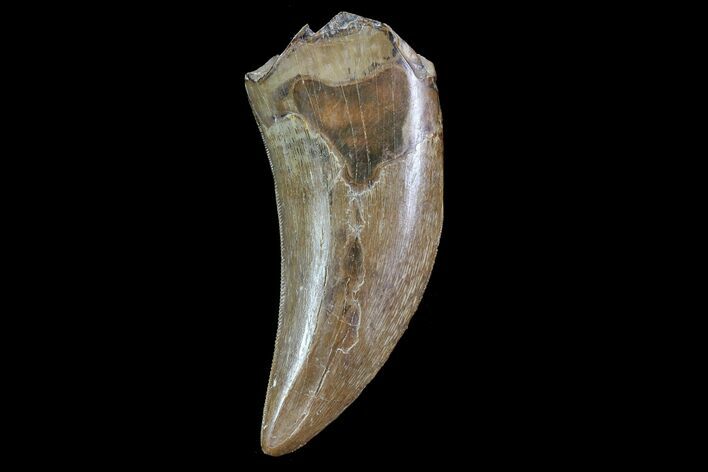 Serrated, Tyrannosaur Tooth - Two Medicine Formation #14075